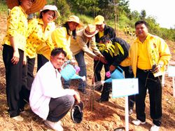 Forest planting at Nong-ta-taem Village Pranburi District