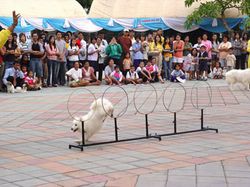 Hua Hin Dogs Day