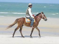 Hua Hin Pferde