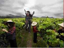 Hua Hin Hills Vineyard